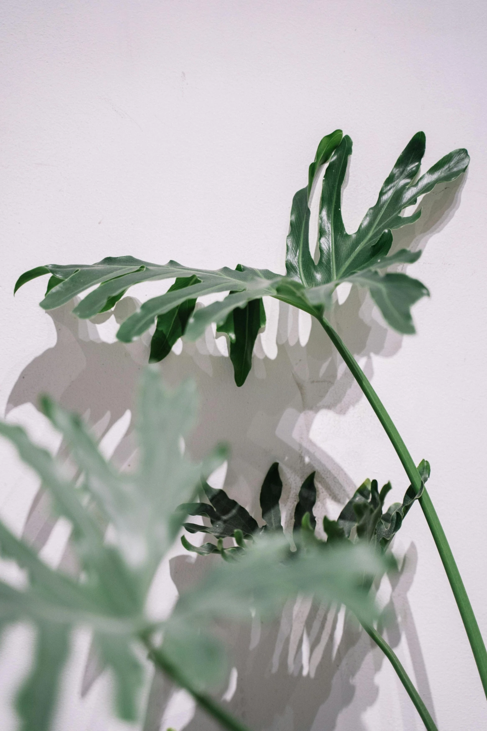 a close up of a plant in a vase, an abstract sculpture, trending on pexels, big leaf bra, soft shadow, on clear background, 6 : 3 0 am