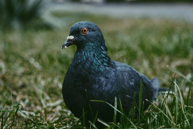 a pigeon that is standing in the grass, pexels contest winner, photorealism, dark blue, demna gvasalia, 🦩🪐🐞👩🏻🦳, navy