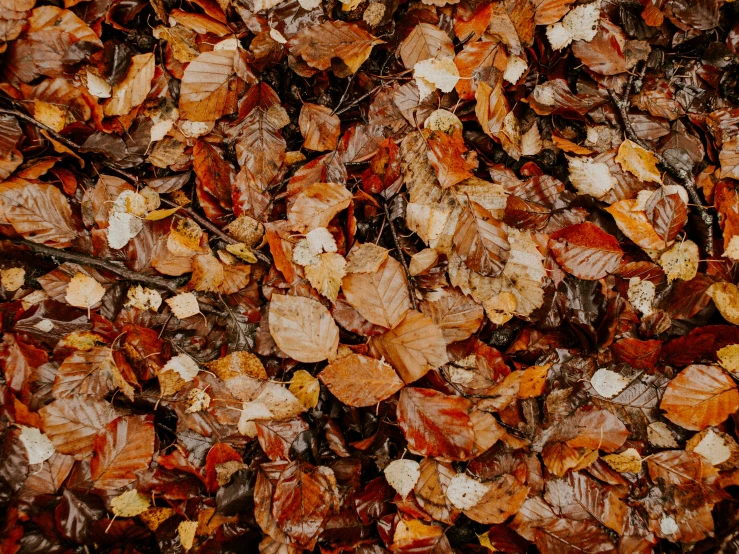 a bunch of leaves that are laying on the ground, pexels, 1 6 x 1 6, thumbnail, brown, portra