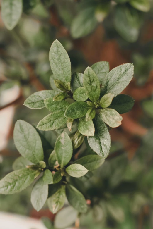 a close up of a plant with green leaves, trending on pexels, renaissance, grey mist, manuka, vanilla, vintage soft grainy