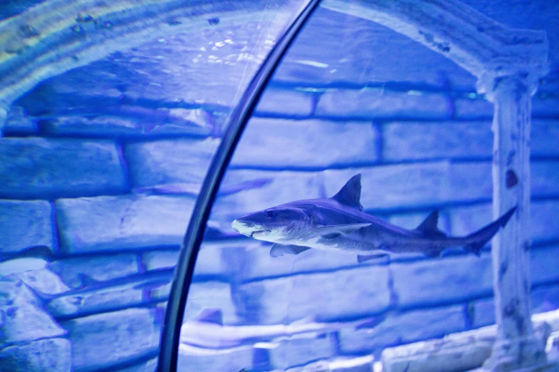 a shark swimming in an aquarium next to a brick wall, by Julia Pishtar, pexels contest winner, in an igloo, crystal clear neon water, blueish, atlantis city