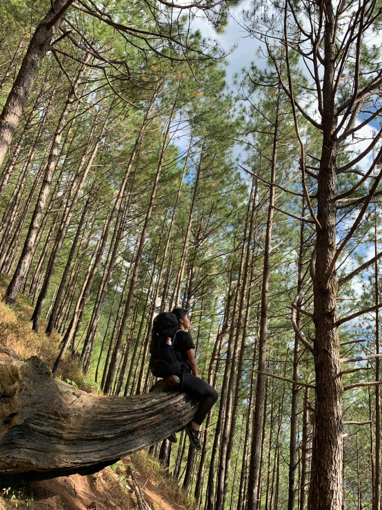 a person sitting on a fallen tree in a forest, a picture, arrendajo in avila pinewood, profile image