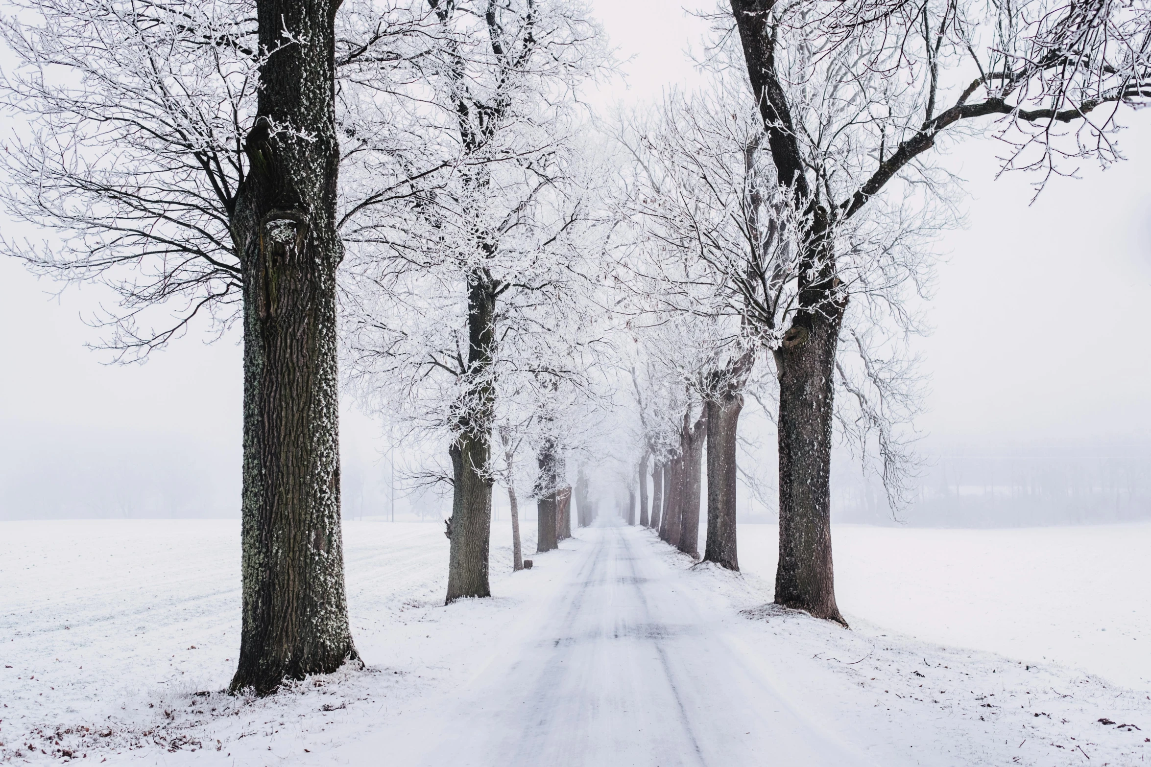 a road lined with trees covered in snow, pexels contest winner, visual art, in a row, white borders, thumbnail, 8k