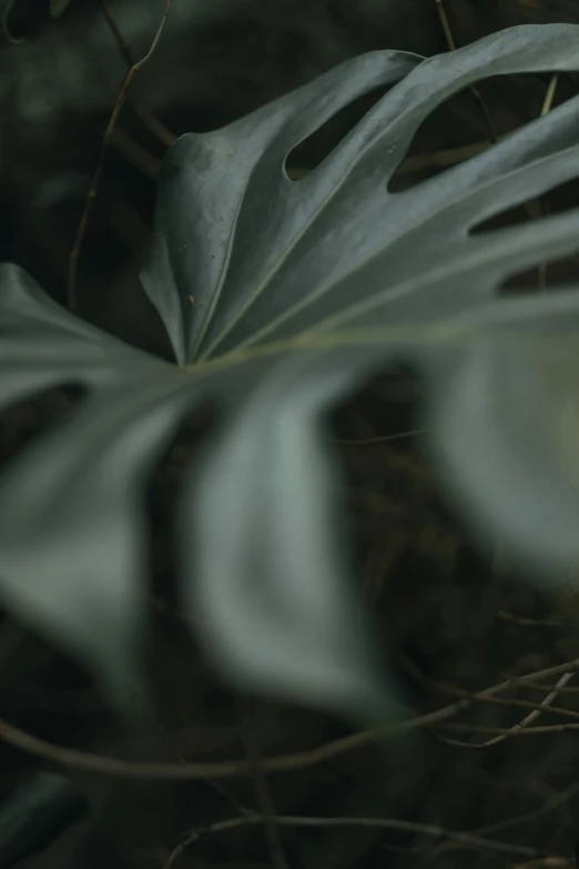 a white bird sitting on top of a green leaf, inspired by Elsa Bleda, trending on unsplash, renaissance, grainy footage, monstera, ignant, zoomed out shot
