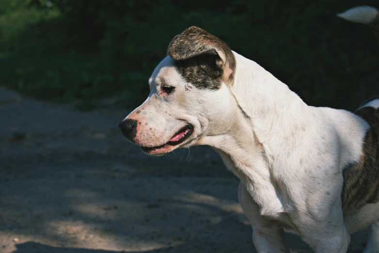 a dog that is standing in the dirt, inspired by Elke Vogelsang, unsplash, renaissance, white with chocolate brown spots, gaming, low quality photo, side of head