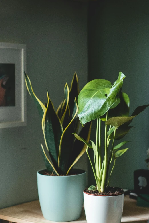 a couple of potted plants sitting on top of a wooden table, a still life, inspired by Elsa Bleda, trending on unsplash, photorealism, big leaves, yellow lighting from right, vicious snapping alligator plant, beautifully soft lit