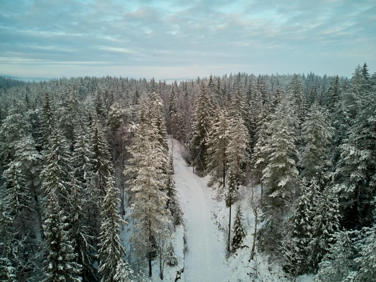 a snow covered forest filled with lots of trees, by Jaakko Mattila, pexels contest winner, hurufiyya, drone point of view, trees outside, looking off into the distance, hunting