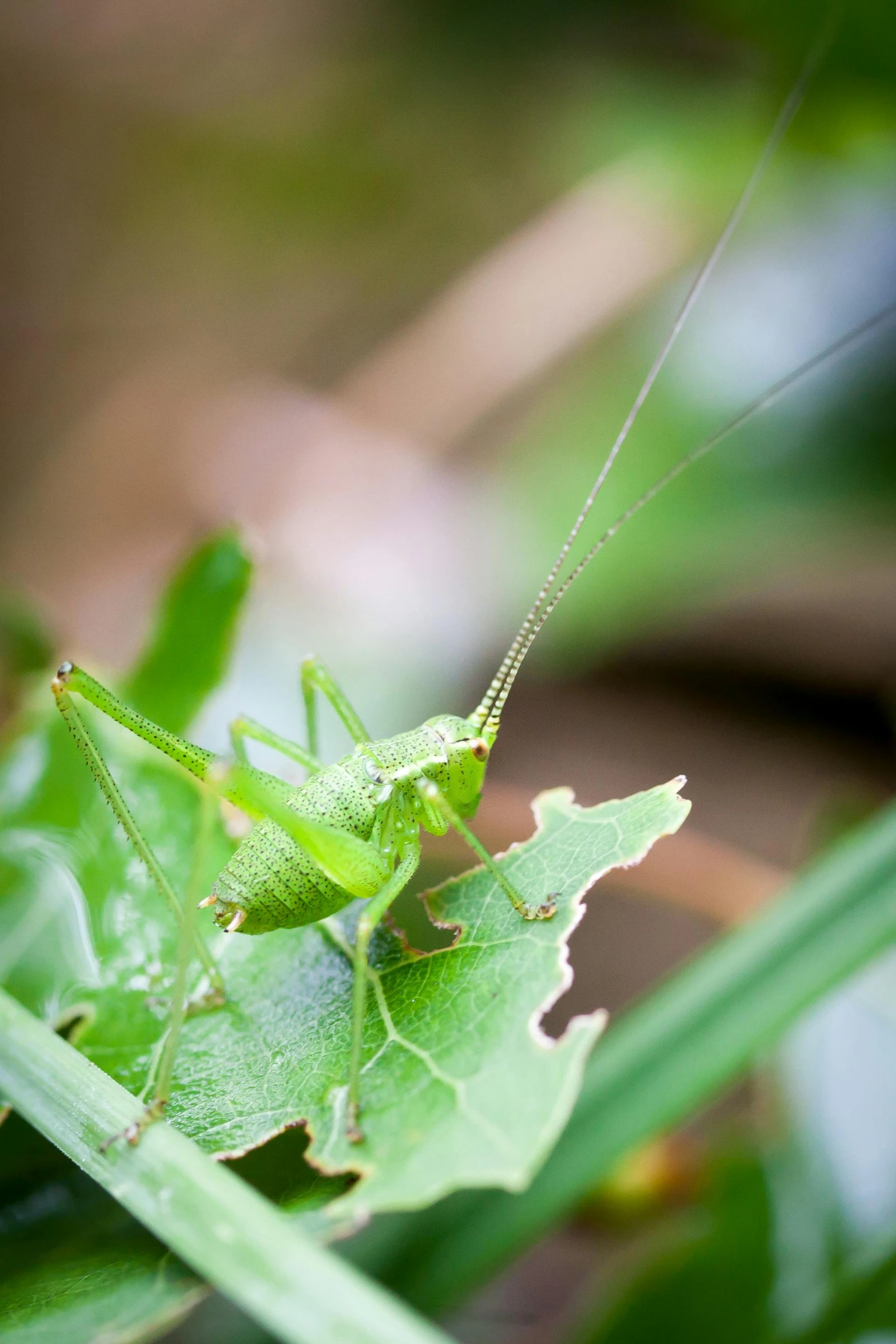 a close up of a grasshopper on a leaf, next to a plant, carefully crafted, lightweight, green