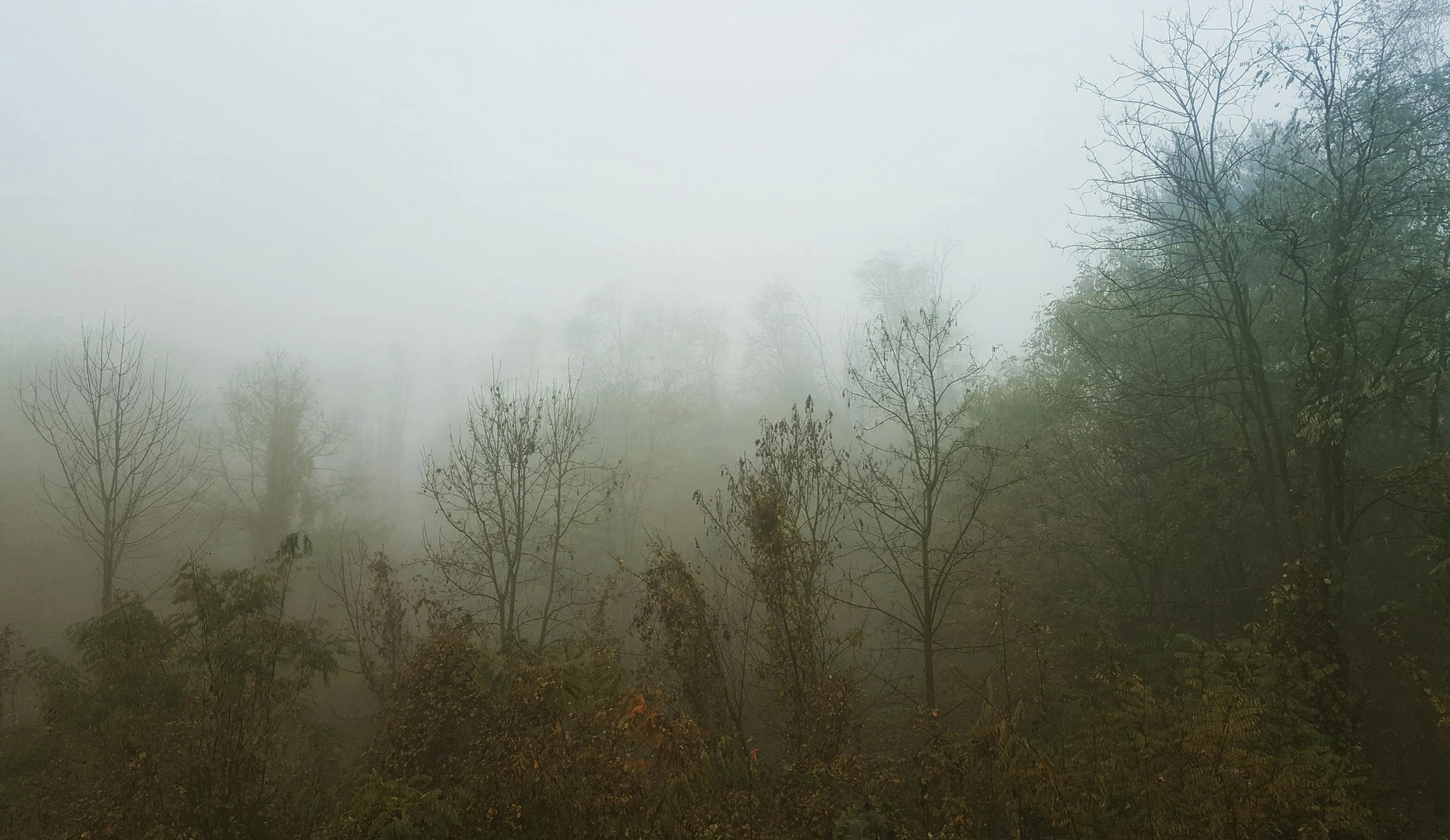 a foggy forest filled with lots of trees, a picture, grey sky, instagram picture, barely visible, autumn rain turkel