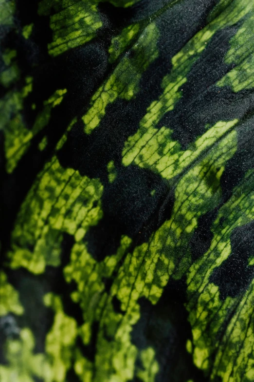 a close up of a green and black leaf, inspired by Luo Mu, renaissance, coated pleats, spotted, camo made of teeth, sustainable materials