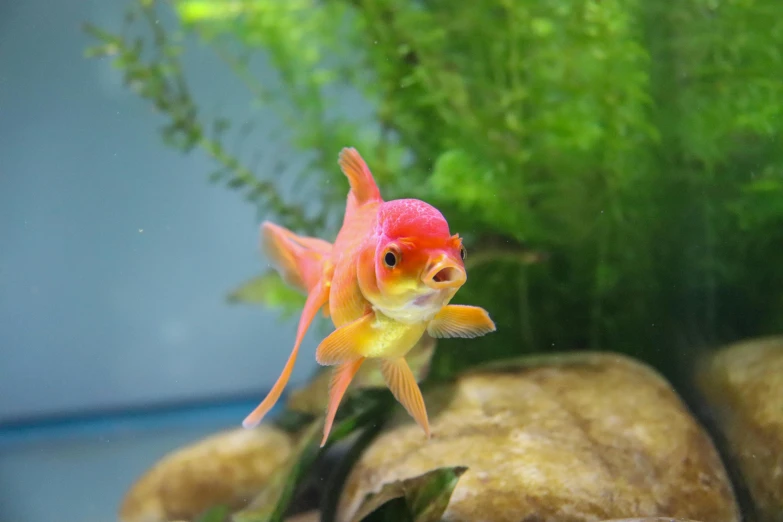 a close up of a fish in an aquarium, trending on unsplash, golden fish in water exoskeleton, pink, looking confused, red colored