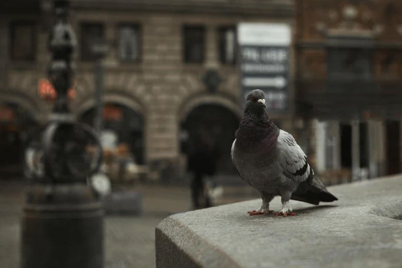 a pigeon sitting on top of a cement wall, a statue, by Matija Jama, pexels contest winner, in a square, cinematic footage, street corner, portrait of a small