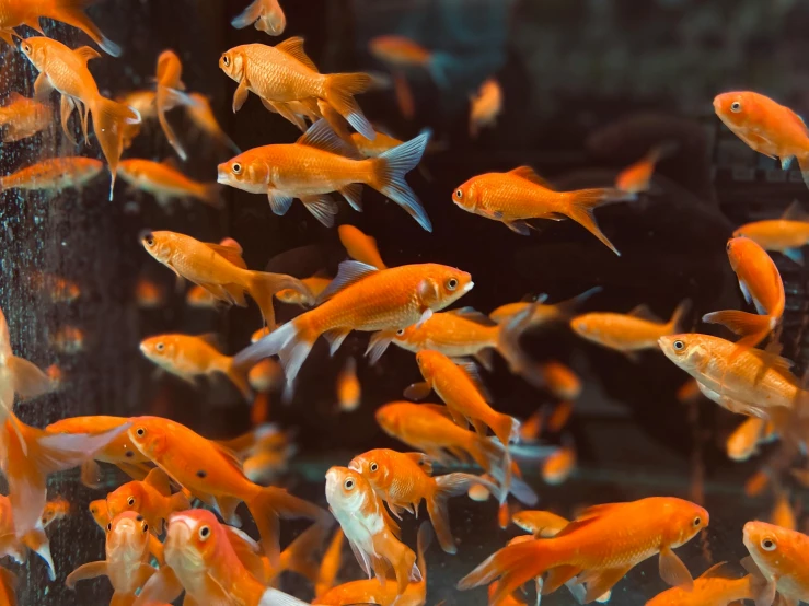 a large group of goldfish swimming in an aquarium, pexels contest winner, renaissance, 🦩🪐🐞👩🏻🦳, vibrant but dreary orange, shades of aerochrome gold, thumbnail