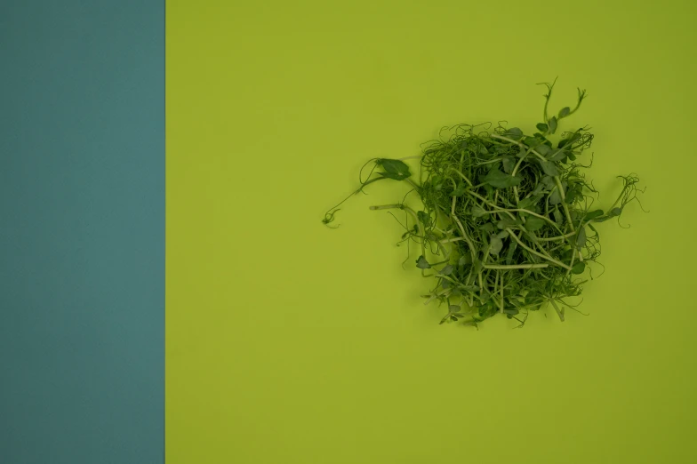 a bird nest sitting on top of a green and blue wall, a minimalist painting, by Attila Meszlenyi, unsplash, conceptual art, vegetable foliage, chartreuse color scheme, clover, a high angle shot