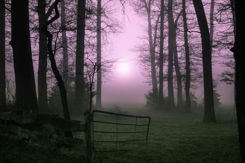 a foggy forest with a fence in the foreground, an album cover, inspired by John Atkinson Grimshaw, pexels contest winner, soft purple glow, moonlit purple sky, pink, old photo of a creepy landscape