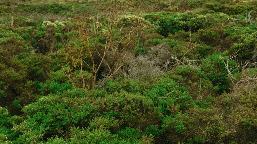 a herd of giraffe standing on top of a lush green field, an album cover, by Elsa Bleda, land art, overgrown with moss, bushes of blueberry, round-cropped, caledonian forest