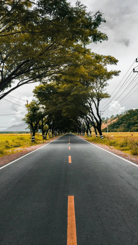 an empty road lined with trees and power lines, unsplash contest winner, hyperrealism, thailand, square, 8 k photo, wide greenways