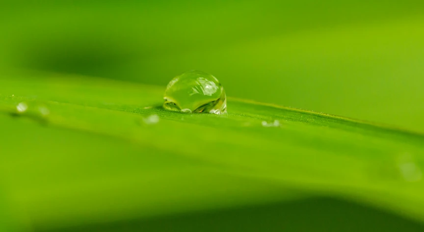 a drop of water sitting on top of a green leaf, a macro photograph, by Jan Rustem, minimalism, bamboo, small, monsoon, covered