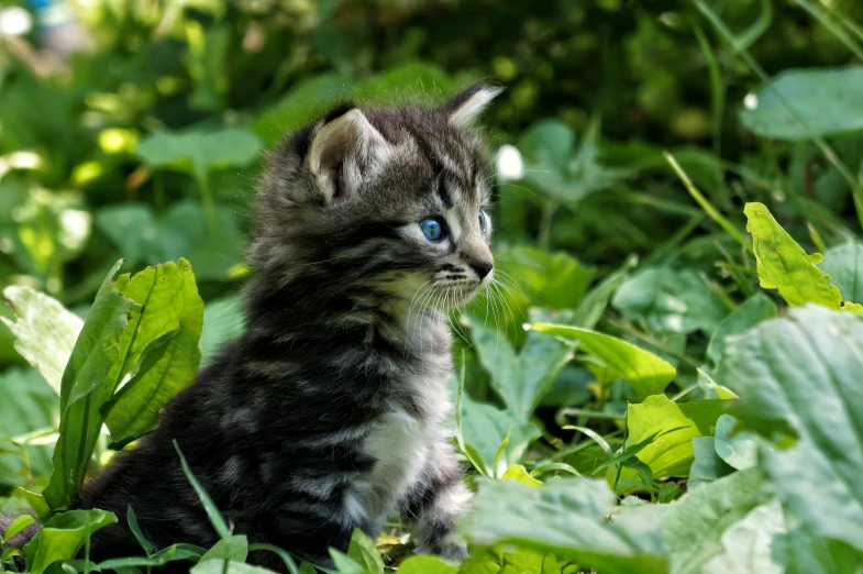 a kitten that is sitting in the grass, by Julia Pishtar, amongst foliage, blue-eyed, avatar image, getty images