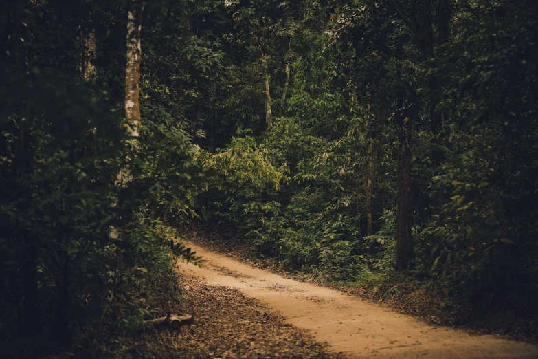 a dirt road in the middle of a forest, an album cover, pexels contest winner, australian tonalism, malaysia jungle, brown, driveway, lush green