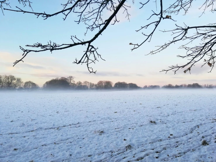 a snow covered field with a tree in the foreground, light blue mist, background image, looking towards camera, ready to eat