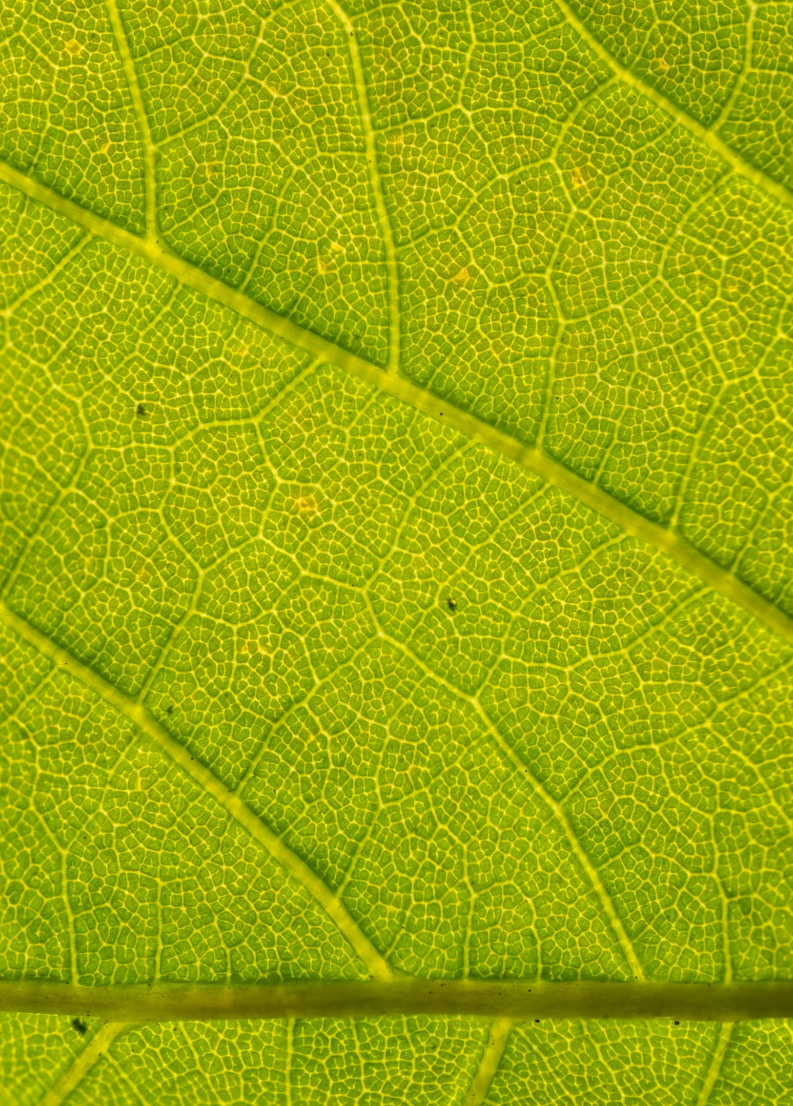 a close up view of a green leaf, by Andrew Domachowski, atlas tree leaf texture map, yellow and green, panels, salvia