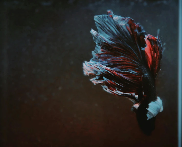 a close up of a fish in a tank, a digital painting, pexels contest winner, art photography, hairs fluttering on the wing, muted blue and red tones, dark dance photography aesthetic, iphone wallpaper