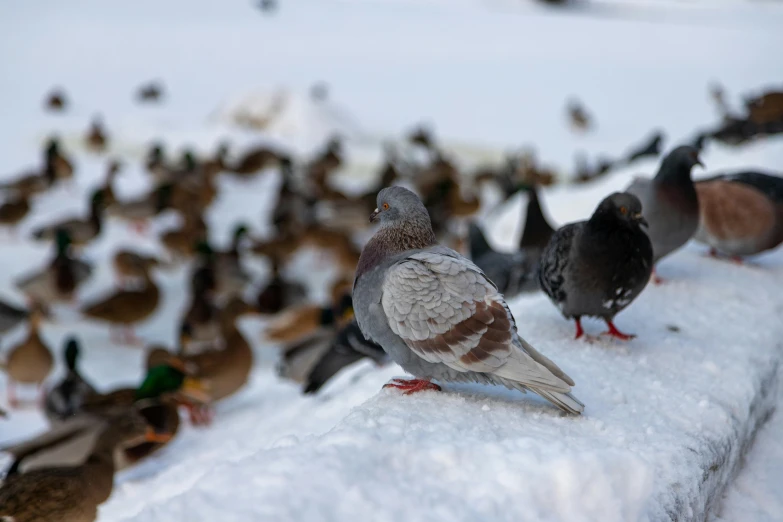 a flock of birds standing on top of a snow covered ground, pexels contest winner, renaissance, pigeon, demna gvasalia, 🦩🪐🐞👩🏻🦳, desktop background