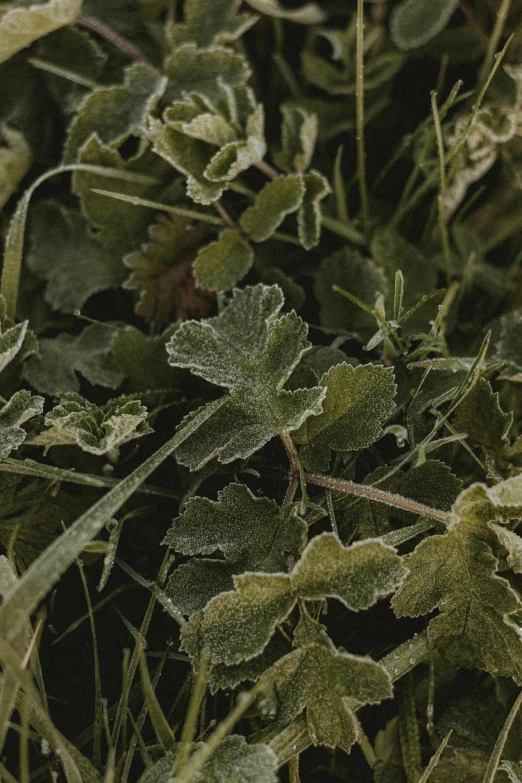 a close up of a plant with green leaves, by Attila Meszlenyi, unsplash, renaissance, frosted texture, rocky grass field, promo image, hyperdetailed photograph