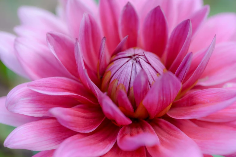 a close up of a pink flower with a green background, by Carey Morris, pexels contest winner, dahlias, deep colour, today\'s featured photograph 4k, multicoloured