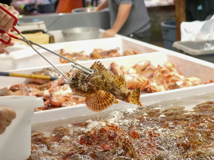 a person cutting a fish with a pair of tongs, a photo, trending on pexels, wet market street, lion fish, upon a peak in darien, thumbnail