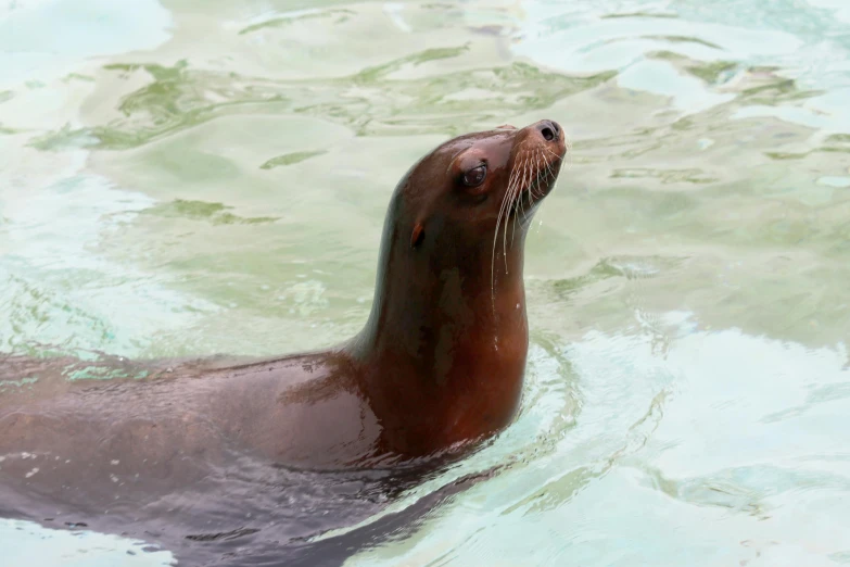 a close up of a seal in a body of water, sitting in the pool