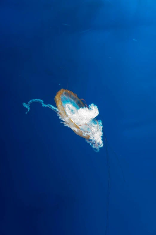 a jellyfish that is floating in the water, by Julian Allen, slide show, space debris, ap news photo, blue