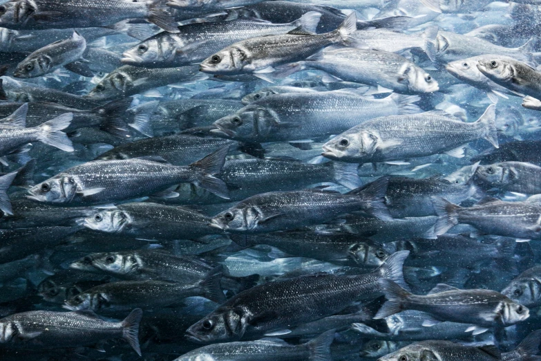 a large group of fish swimming in the ocean, an album cover, trending on unsplash, hyperrealism, sea of milk, fish seafood markets, alessio albi, looking to the right