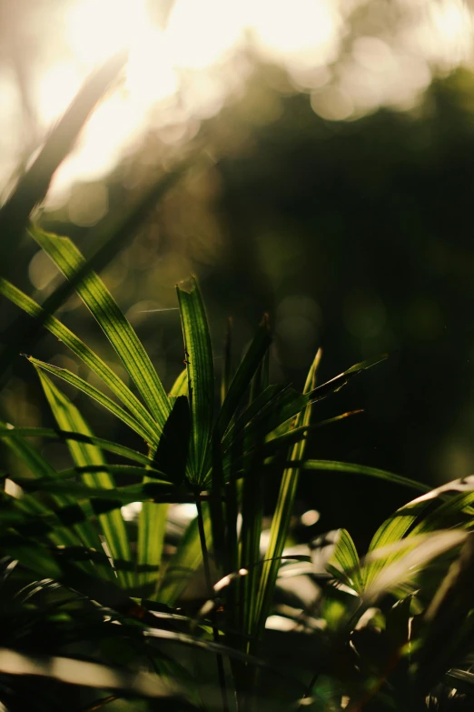 the sun shines through the leaves of a plant, unsplash, sumatraism, in serene forest setting, soft light 8 k, dimly - lit, lush oasis