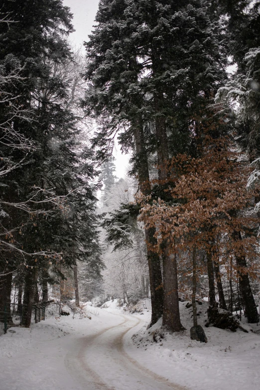 a snowy road in the middle of a forest, les nabis, fall-winter 2015-2016, ((forest)), ultra wide, secluded