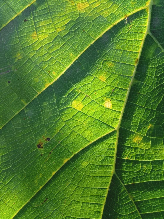 a close up view of a green leaf