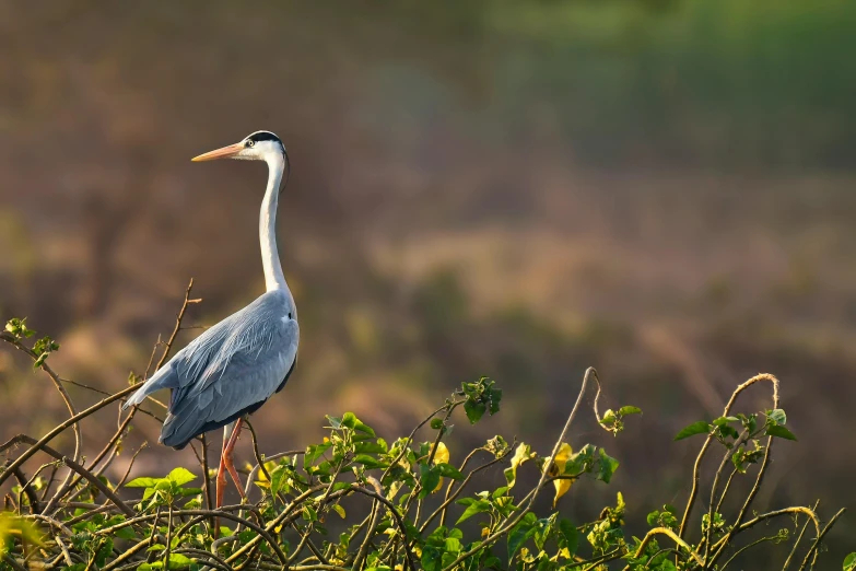 a bird standing on top of a tree branch, by Sudip Roy, pexels contest winner, hurufiyya, heron, fine art print, high quality upload, long neck