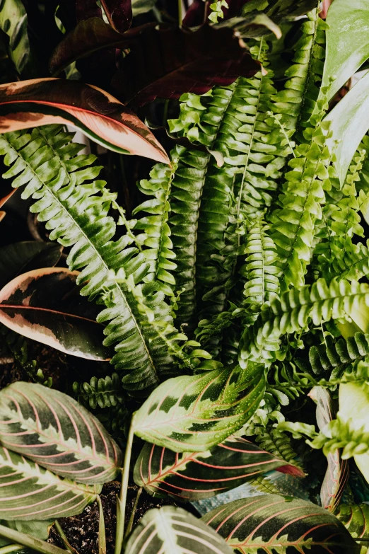 a close up of a bunch of plants, lush paradise, carnivorous, fan favorite, various sizes