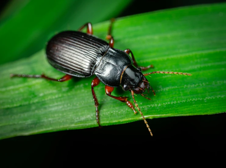 a beetle sitting on top of a green leaf, trending on pexels, hurufiyya, dark and dim, terracotta, multiple stories, getty images