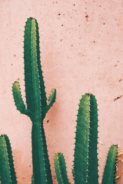 a green cactus plant in front of a pink wall, trending on pexels, multiple stories, grainy photograph, ((pink)), tall thin