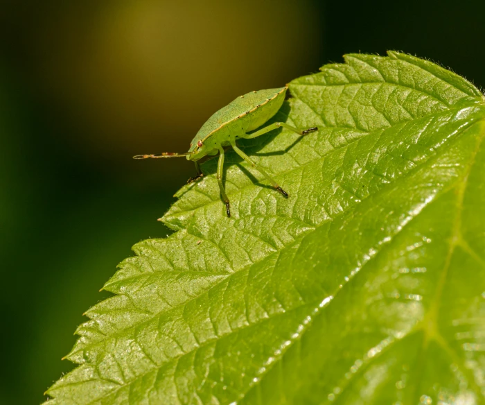 a green bug sitting on top of a leaf, by Peter Churcher, 4k photo”, 4k', afternoon time, plant armour