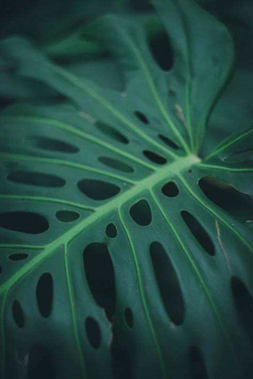 a large green leaf with holes in it, inspired by Elsa Bleda, pexels contest winner, rounded lines, an alien jungle, rectangle, stems