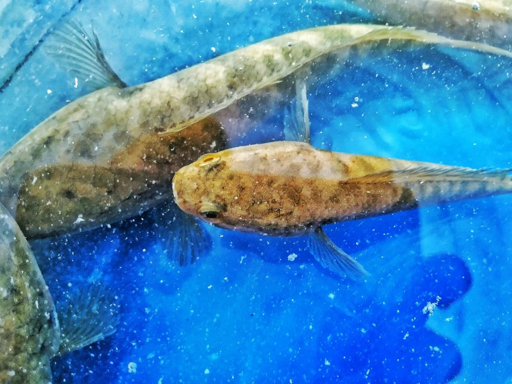 a couple of fish that are swimming in some water, unsplash, hurufiyya, underwater market, photo on iphone, brown, hyperdetailed