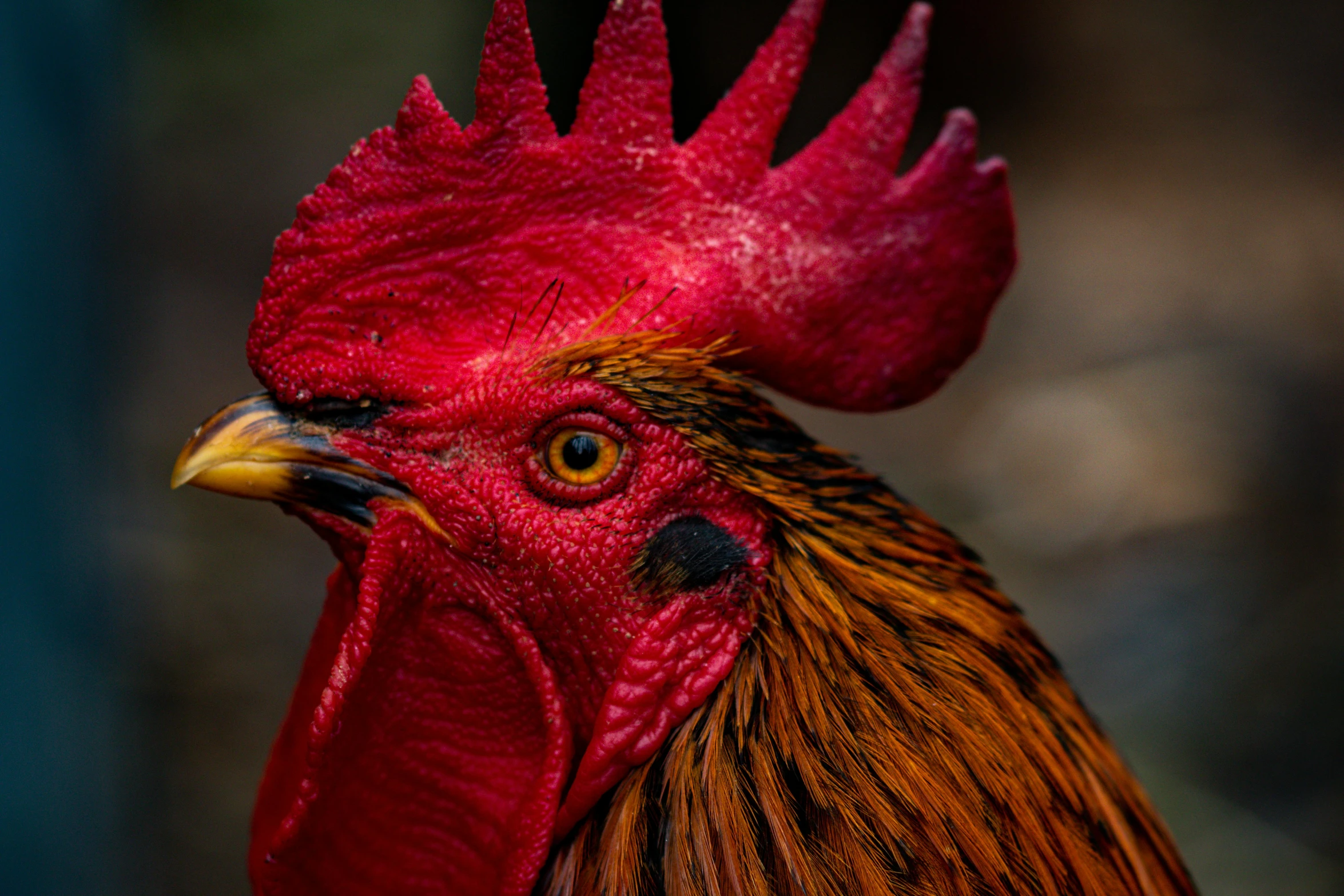 a close up of a red rooster's head, by Daniel Lieske, pexels contest winner, fan favorite, paul barson, mixed animal, rectangle