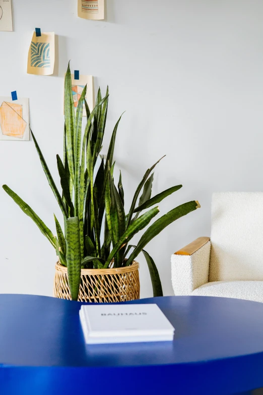 a blue coffee table with a plant on top of it, by Carey Morris, trending on unsplash, modernism, in an office, white-space-surrounding, doctors office, detail shot