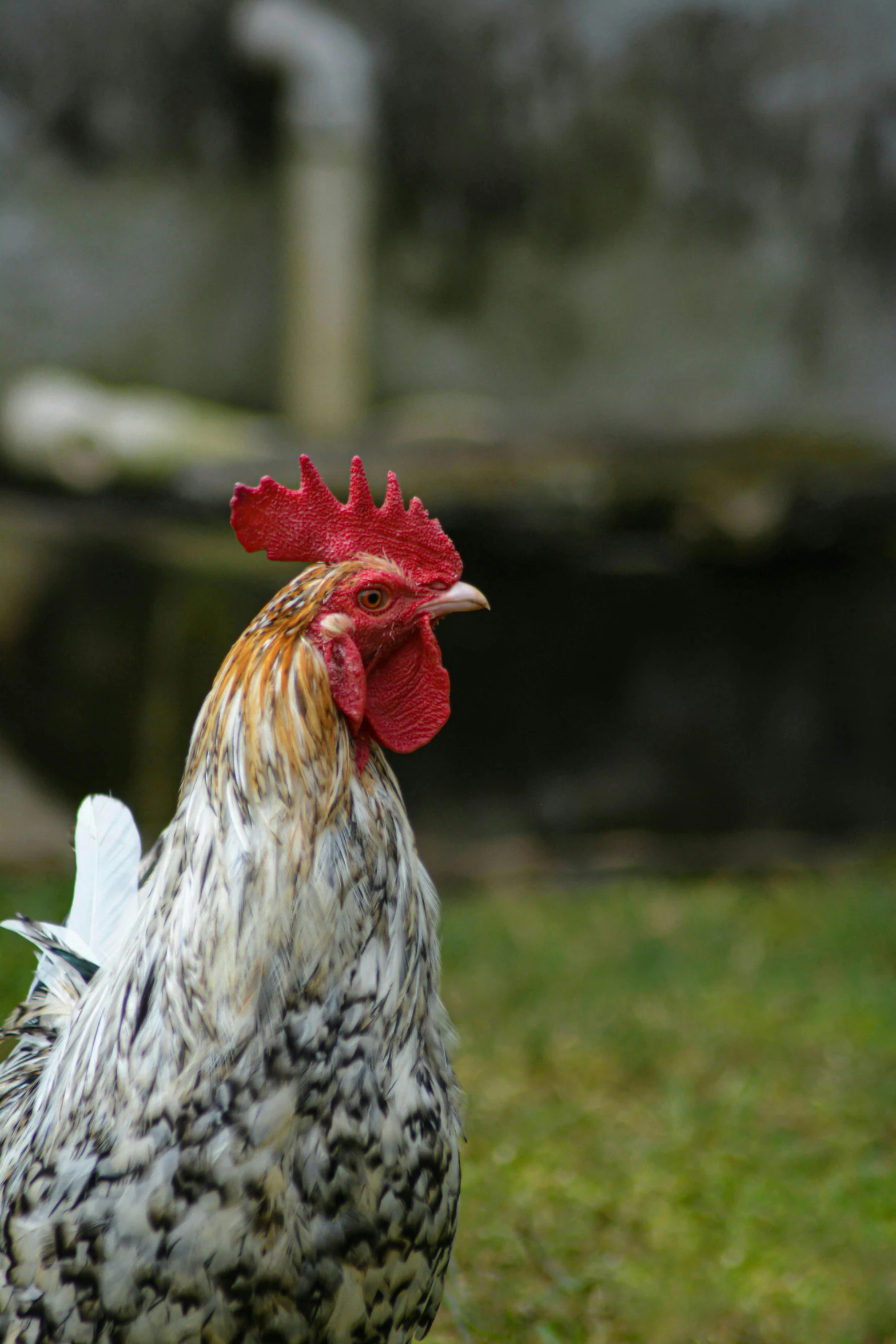 a chicken standing on top of a lush green field, slide show, up close, very ornamented, white hairs