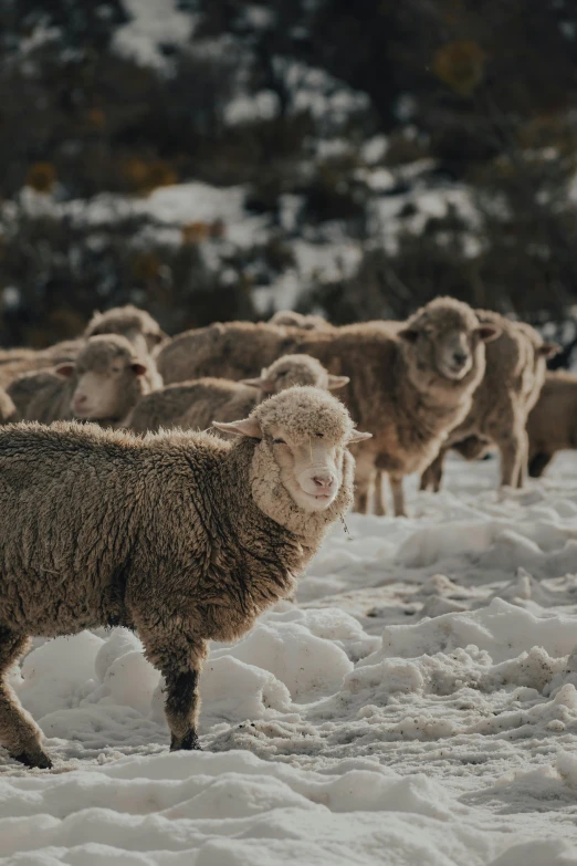 a herd of sheep standing on top of a snow covered field, up-close