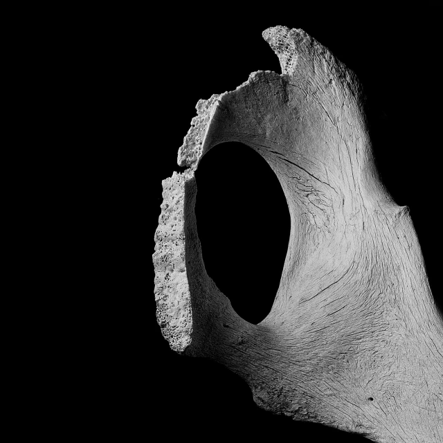 a black and white photo of a bone with a hole in it, by Andor Basch, pixabay, frans lanting, ffffound, lateral view, digital sculpture