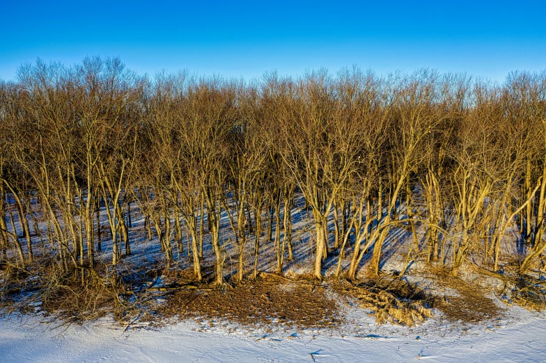 a group of trees that are standing in the snow, a portrait, by Andrew Stevovich, unsplash, land art, sprawling, mostly wood, midwest countryside, ((trees))